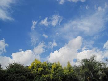 Tree Tops With Sky And Clouds Free Stock Photo - Public Domain Pictures