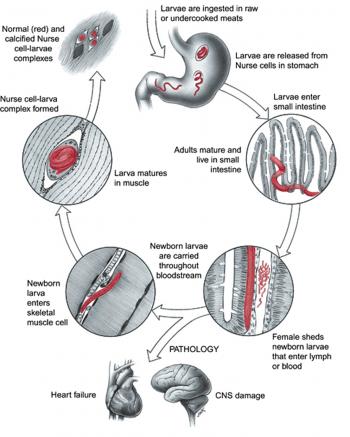 Biology and genome of Trichinella spiralis