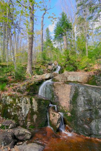 Trickling Forest Stream - HDR