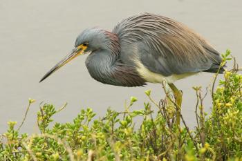 Tricolored Heron | Audubon Field Guide