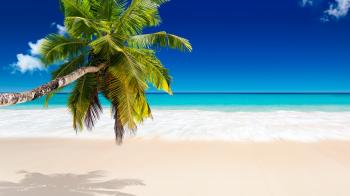 Tropical Beach - QyGjxZ