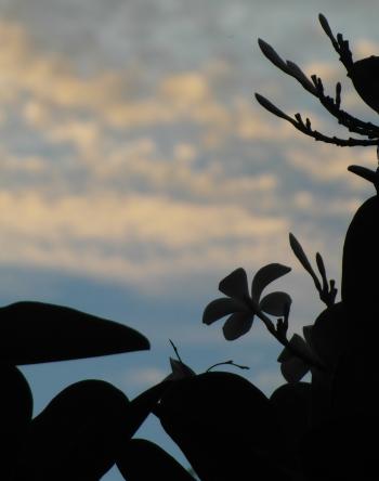 Tropical Flower Silhouette