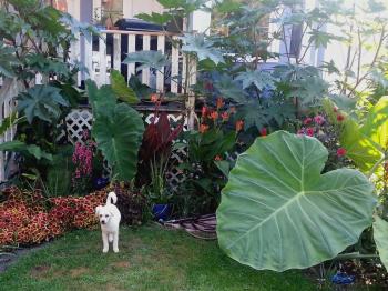 Tropical Garden in Chicago - YouTube