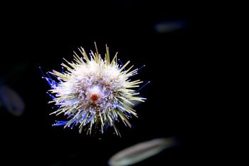 Tropical sea urchin - Underbelly view showing its mouth