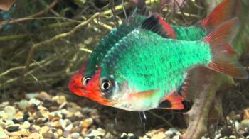 XXL GREEN TIGER BARBS AT TYNE VALLEY AQUATICS - YouTube