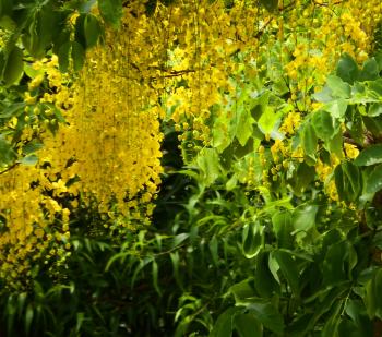 Tropical Yellow Blossom Tree