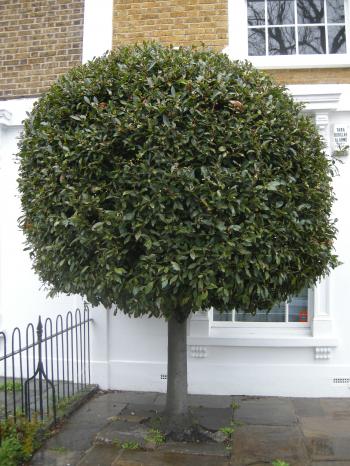 Laurus nobilis | landscape architect's pages