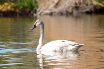 The Trumpeter Swan … in Phoenix? - Phoenix Zoo