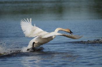 Trumpeter Swan in the River