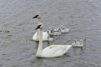 Trumpeter Swan (Cygnus buccinator) Trumpeter Swan Family | the ...