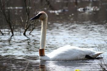 Trumpeter Swans with 'captive' neck-collars in PA by Alex Lamoreaux ...