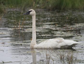 Birding: Lone swan not cause for alarm - StarTribune.com