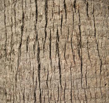 Free picture: up-close, palm tree, trunk, texture
