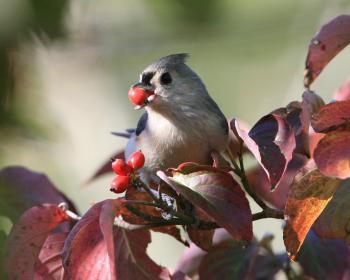 Tufted titmouse with a berry