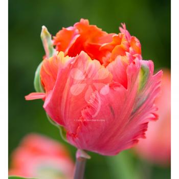 Grow Colourful Tulips starting from £3.95 | Sarah Raven
