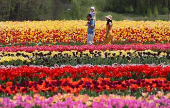 Tens of thousands of tulips bloom in an unlikely corner of Rhode ...