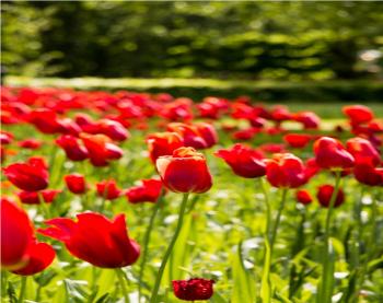 The Netherlands in Bloom! Tulip festival in Amsterdam - Keukenhof