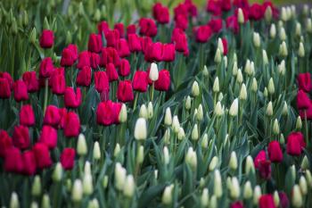 It's Tulip Festival Time