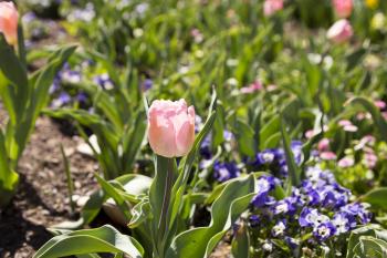 Tulip Festival at Thanksgiving Point