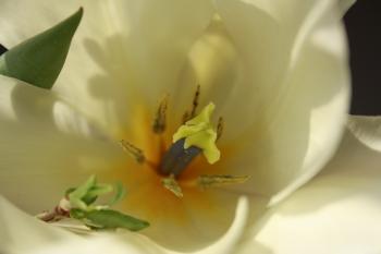 Tulip flower bud