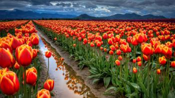 Indira Gandhi Memorial Tulip Garden Wallpaper | Wallpaper Studio 10 ...