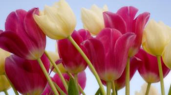 Tulips ~ | Auntie Dogma's Garden Spot
