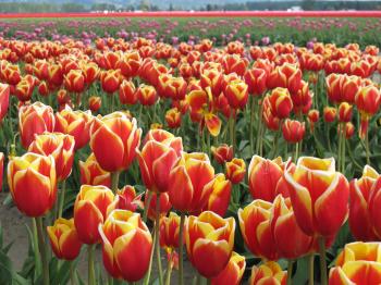 Field full of red tulips - fire colour