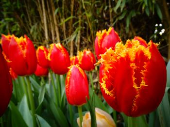 Tulips on fire