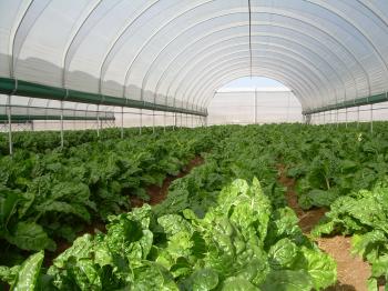 TUNNEL FARMING | AgriPakistan