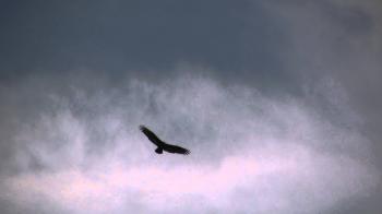 THESE GUYS CAN REALLY FLY--- TURKEY VULTURES - YouTube