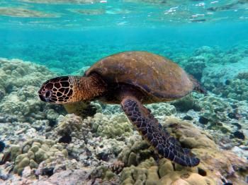 Turtle - Wikipedia