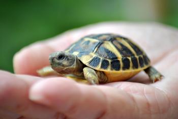 Carriacou Sea Turtle Rescue Update - Kido Projects
