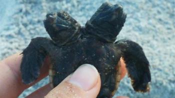 Two-Headed Baby Turtle Swims to Sea—Will It Survive?