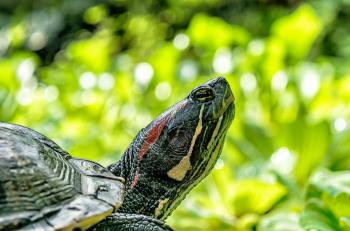 Turtle Closeup