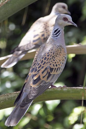 European turtle dove - Wikipedia