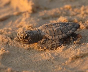 Turtle in the Sand