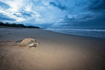 Turtle on the Beach