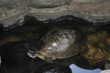 Turtle on the Pond