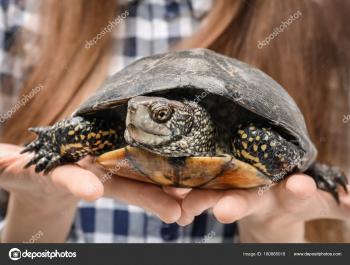 Woman Pet Turtle Closeup — Stock Photo © belchonock #180885018