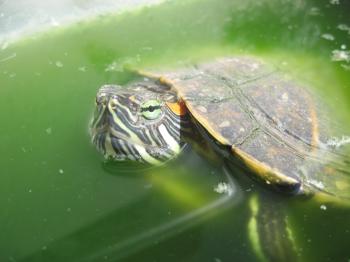 Turtle pet closeup