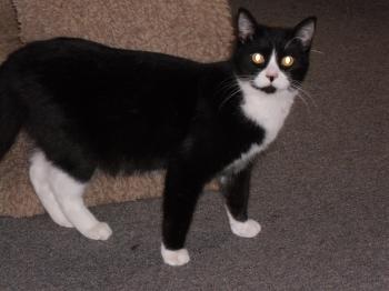 Cat for Adoption – Munchkin "A Fine Tuxedo Cat", near Sedalia, MO ...