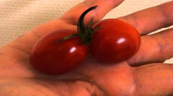 Rare twin tomatoes - YouTube