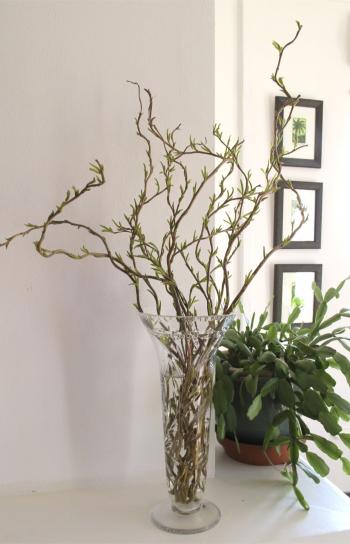 Twisted Willow | Gifts Of The Journey