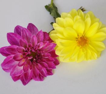 Two Beautiful Flowers