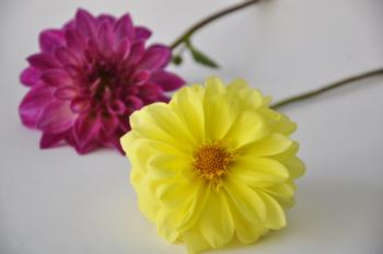 Two Beautiful Flowers