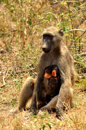 Chacma Baboon. (Bobbejaan). When they are born, baby Baboons are ...