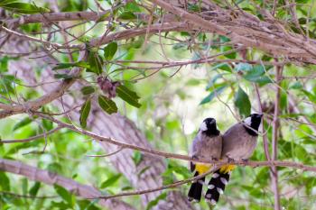 White-eared Bulbul (Pycnonotus leucotis) Two birds perched side by ...