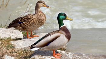 duck two ducks birds hd widescreen wallpaper / birds backgrounds