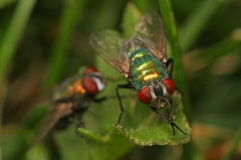 Two Flies