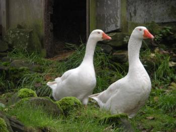 A lonely goose and another competition! | stopping by woods